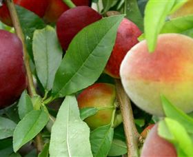 Fruit Salad Tree Company - Gold Coast Attractions 0
