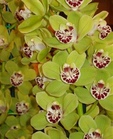 Tinonee Orchid Nursery - Gold Coast Attractions 1