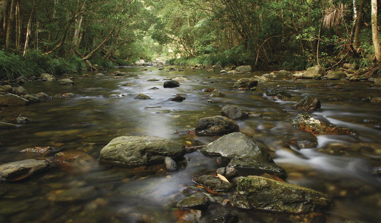 Bucca NSW Gold Coast Attractions