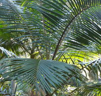 Bangalore Falls walking track - Gold Coast Attractions
