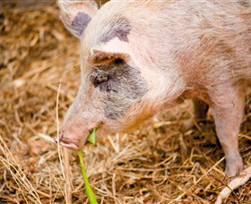  Gold Coast Attractions