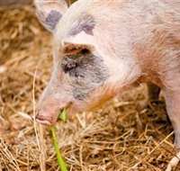 Djanbung Permaculture Gardens - Gold Coast Attractions