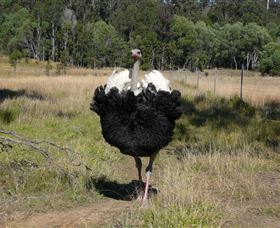 Glen Ian Ostrich And Emu Farm - Gold Coast Attractions 1