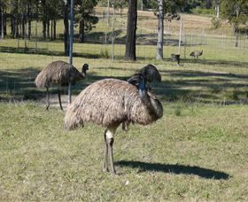 Glen Ian Ostrich And Emu Farm - Gold Coast Attractions 0