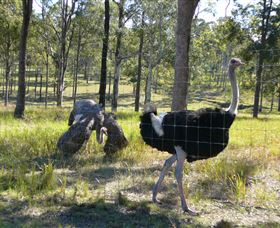 Glen Ian Ostrich And Emu Farm - Gold Coast Attractions 2