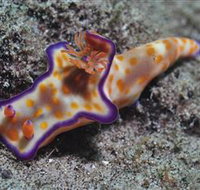 Curtain Artificial Reef Dive Site - Gold Coast Attractions