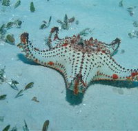 The Pines Dive Site - Gold Coast Attractions