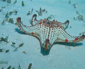 The Pines Dive Site - Gold Coast Attractions 0