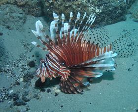 The Pines Dive Site - Gold Coast Attractions 1