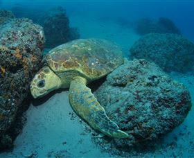 The Pines Dive Site - Gold Coast Attractions 3