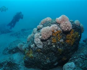 The Pines Dive Site - Gold Coast Attractions 2