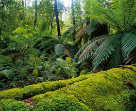 Bemm River VIC Gold Coast Attractions