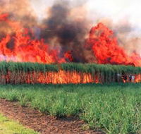 Reeves Family Sugar Cane Farm - Gold Coast Attractions