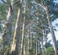 The Great Forest Trees Drive - Gold Coast Attractions