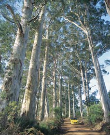 The Great Forest Trees Drive - Gold Coast Attractions 0