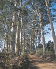 The Great Forest Trees Drive - Gold Coast Attractions 1