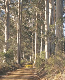 The Great Forest Trees Drive - Gold Coast Attractions 2
