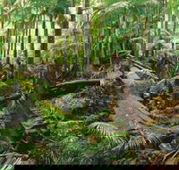 Wollumbin-Mount Warning National Park - Gold Coast Attractions