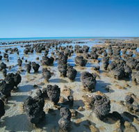 Hamelin Pool Stromatolites - Gold Coast Attractions