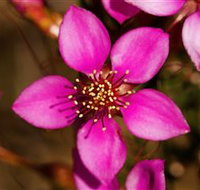 Flora - Gold Coast Attractions