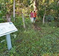 Rainforest walk - Gold Coast Attractions