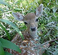 Mesopotamia Lodge Deer Park - Gold Coast Attractions