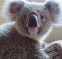 Koala Care Centre in Lismore - Gold Coast Attractions