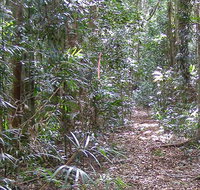 Big Scrub loop walking track - Gold Coast Attractions