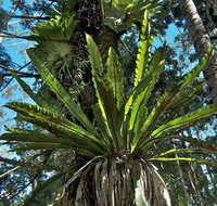 Whian Whian State Conservation Area - Gold Coast Attractions