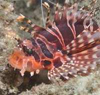 The Seaway Dive Site - Gold Coast Attractions