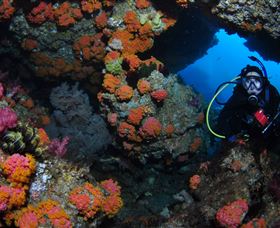 Cherubs Cave Dive Site - Gold Coast Attractions 2