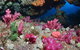 Cherubs Cave Dive Site - thumb 0