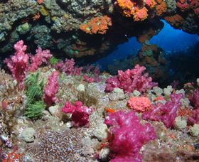 Cherubs Cave Dive Site - Gold Coast Attractions 0