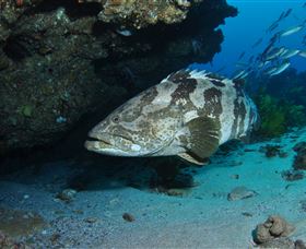 Cherubs Cave Dive Site - Gold Coast Attractions 1