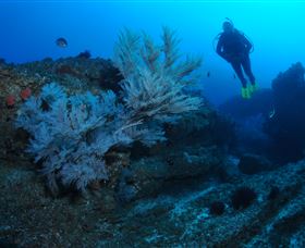 Cherubs Cave Dive Site - Gold Coast Attractions 3