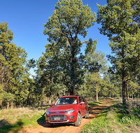 Wallingat Forest drive - Gold Coast Attractions