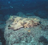 Scottish Prince Dive Site - Gold Coast Attractions