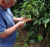 Wombah Coffee Plantation - Gold Coast Attractions