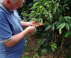 Wombah Coffee Plantation - Gold Coast Attractions 0
