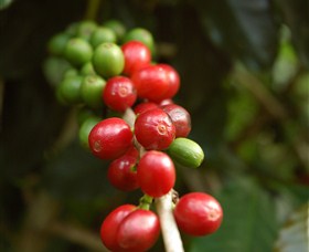 Wombah Coffee Plantation - Gold Coast Attractions 2