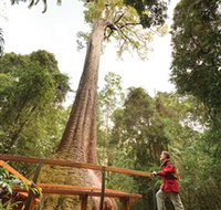 Old Bottlebutt - Gold Coast Attractions