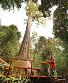 Old Bottlebutt - Gold Coast Attractions 0