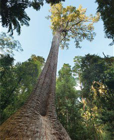 Burrawan State Forest - Gold Coast Attractions 1