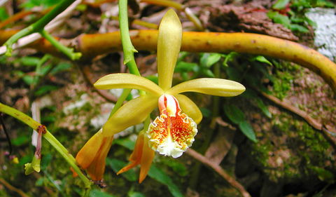 Falls Walking Track - Gold Coast Attractions 1