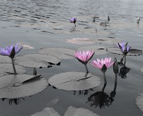 Abundance Lifestyle And Garden - Gold Coast Attractions 8