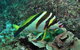 Palm Beach Reef Dive Site - thumb 0