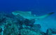 Palm Beach Reef Dive Site - thumb 1