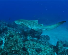 Palm Beach Reef Dive Site - Gold Coast Attractions 1