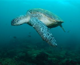 Palm Beach Reef Dive Site - Gold Coast Attractions 2