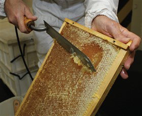 Superbee Honeyworld Gold Coast - Gold Coast Attractions 2